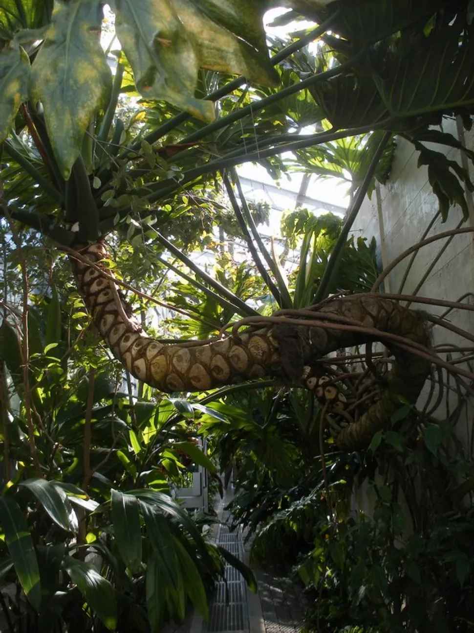 Tronco de Philodendron bipinnatifidum