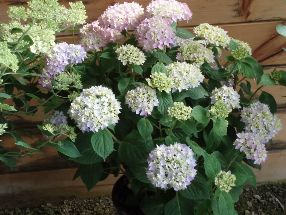 Roze en witte hortensia 'Endless Summer