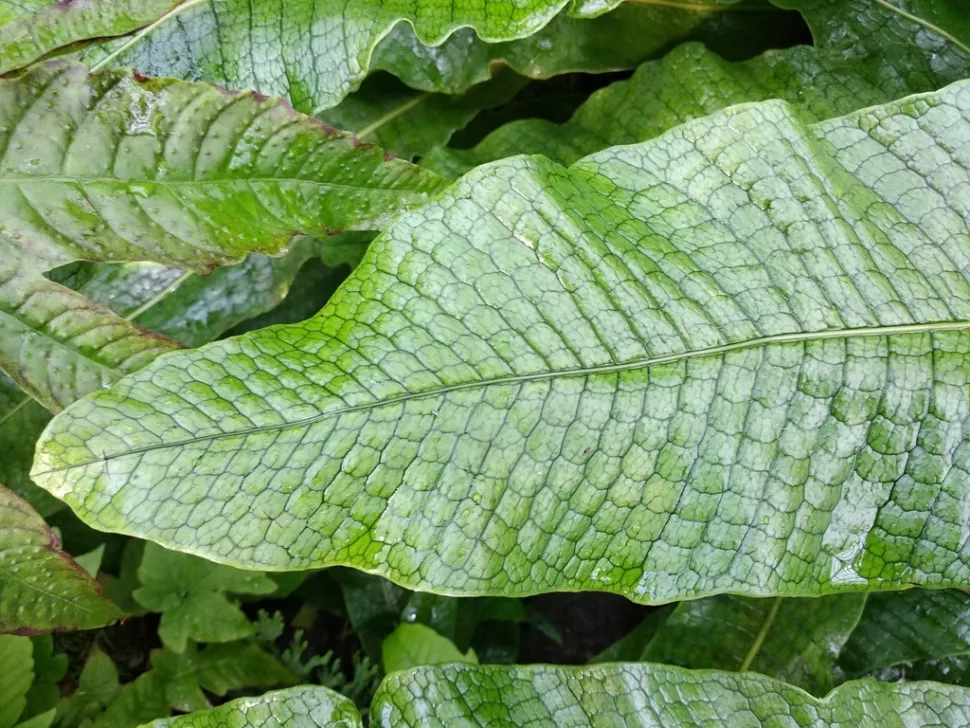 Krokodilfarnwedel