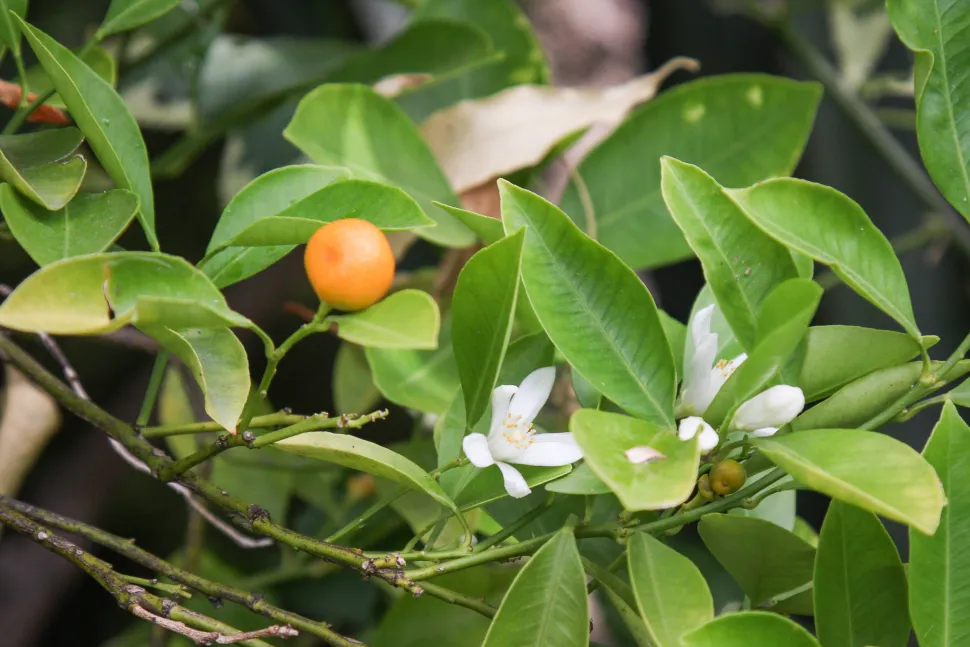 Blüten und Früchte Citrus microcarpa
