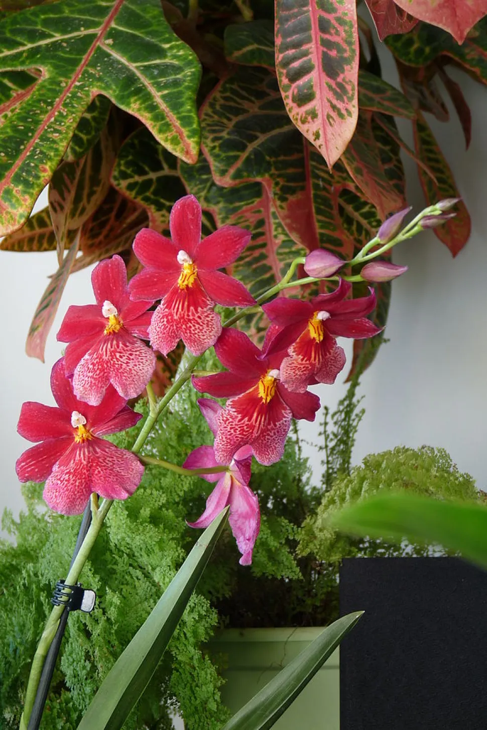 Orchidee Cambria Nelly Isler rosa