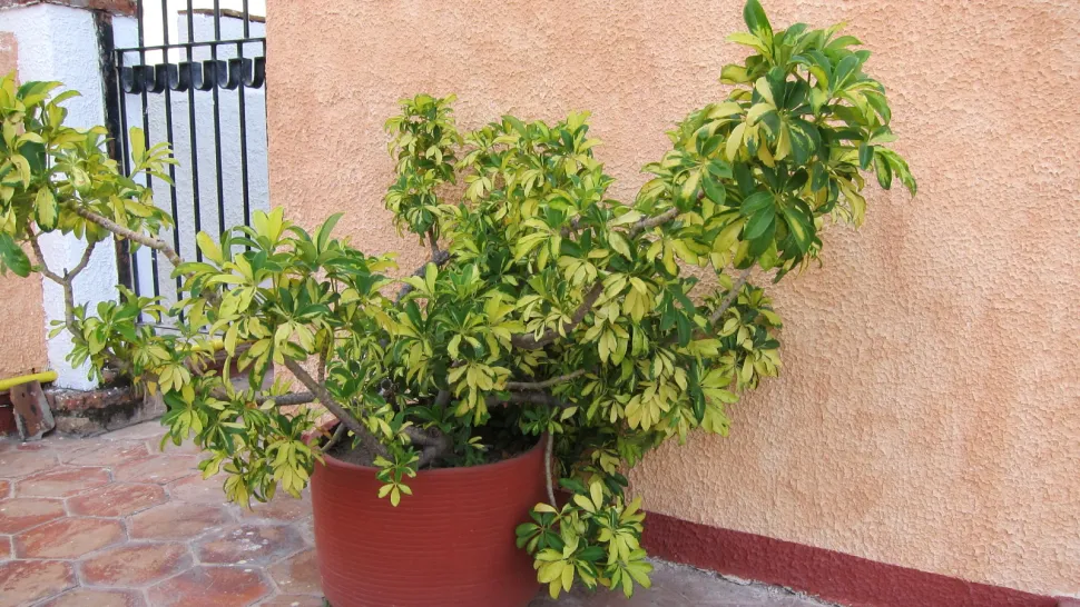 Schefflera arboricola num vaso
