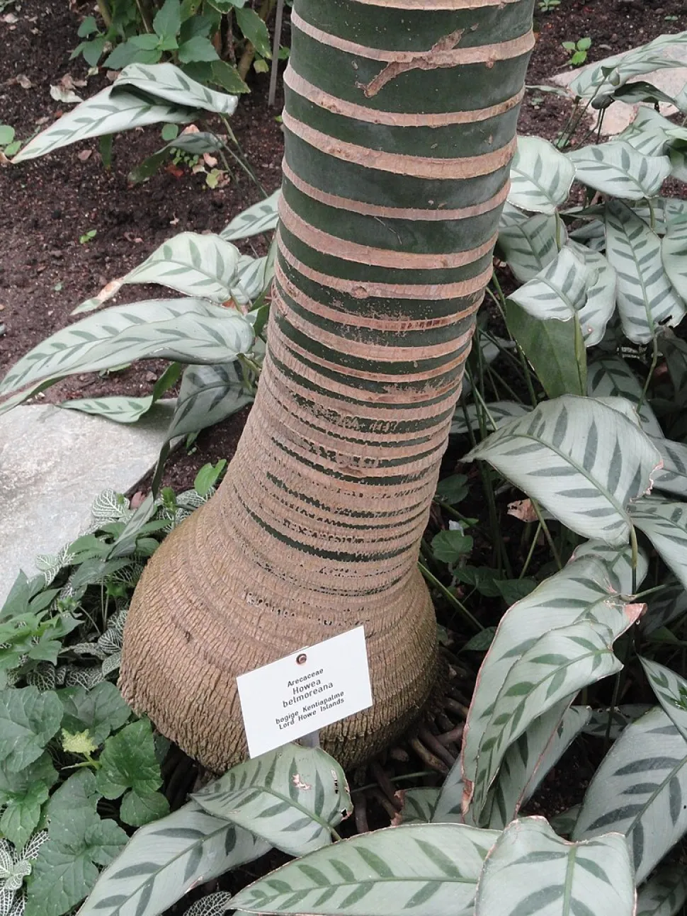 Tronco de kentia encaracolado