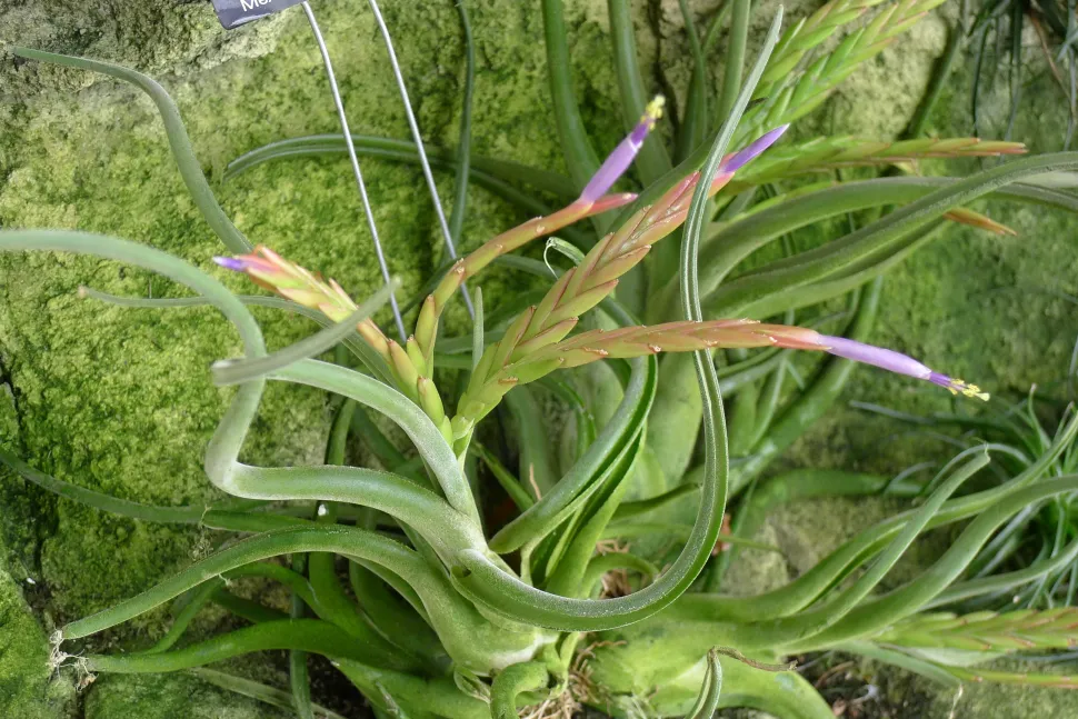 Pflanze Medusenkopf blüht rosa-violett