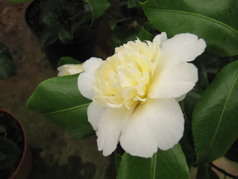 Fiore di Camelia 'brusfield Yellow' giallo e bianco