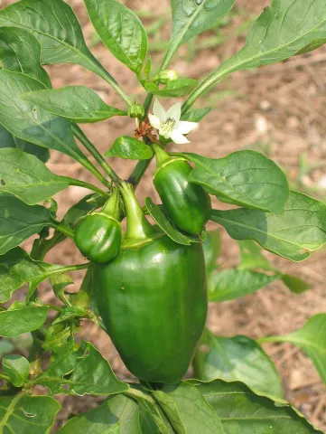 Fruto e flor de pimentão