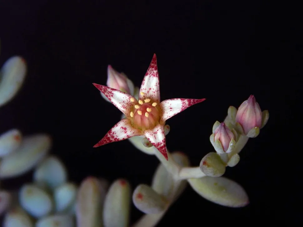Graptopetalum pachyphyllum flower