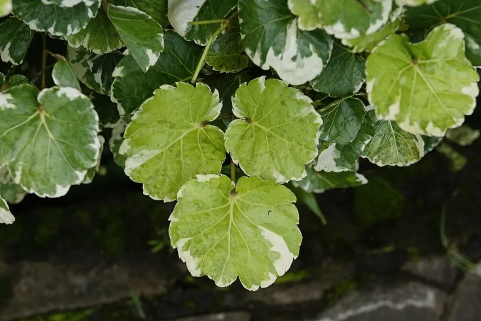 Grønt og hvidt blad Polyscias balfouriana marginata