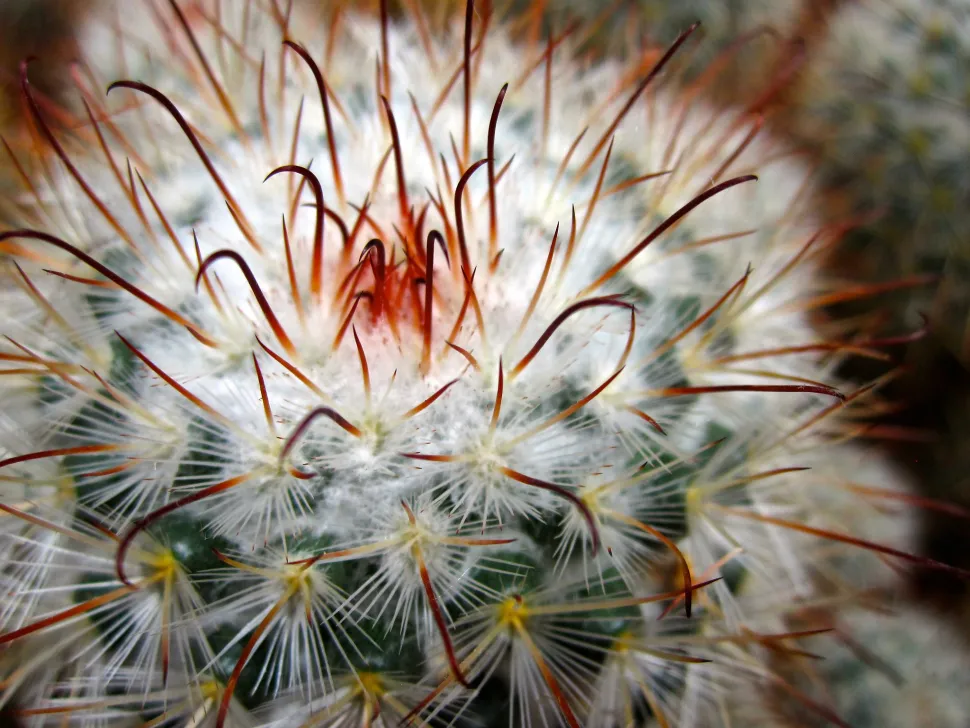 Gekrümmte Stacheln Mammillaria bombycina