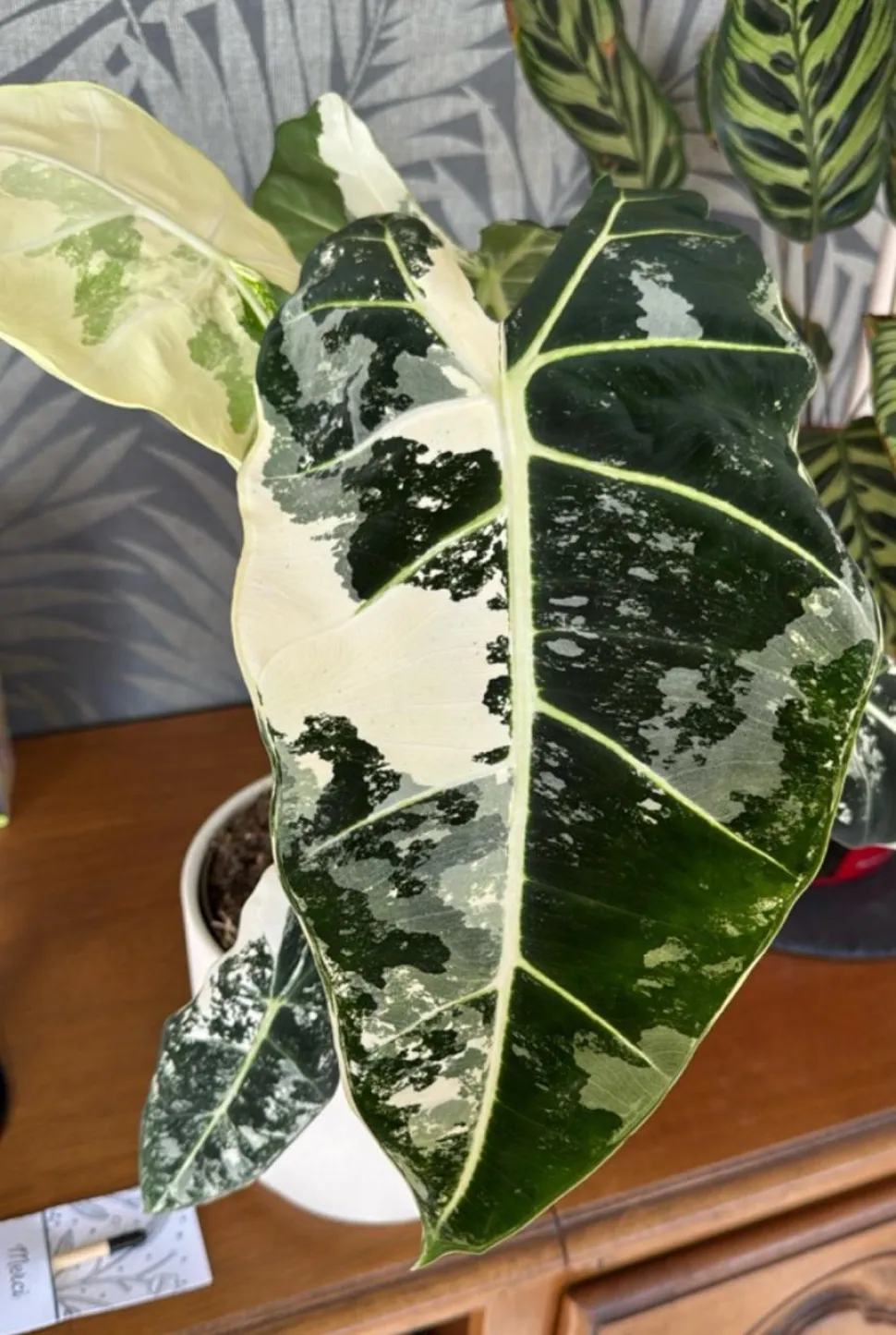 Alocasia Frydek variegata fogliame variegato