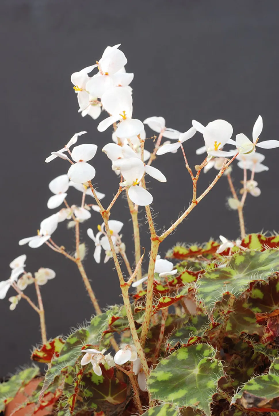 Blumen Begonia bowerae