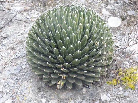 Agave victoria reginae no solo
