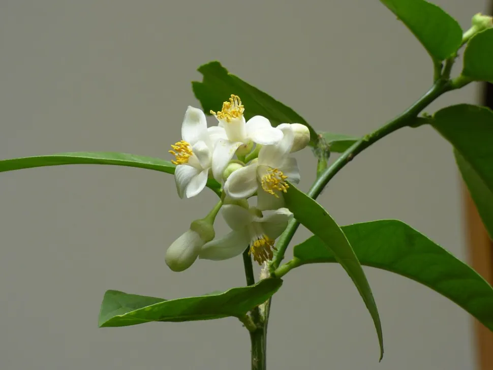 Hvide blomster, citrongrønne blade