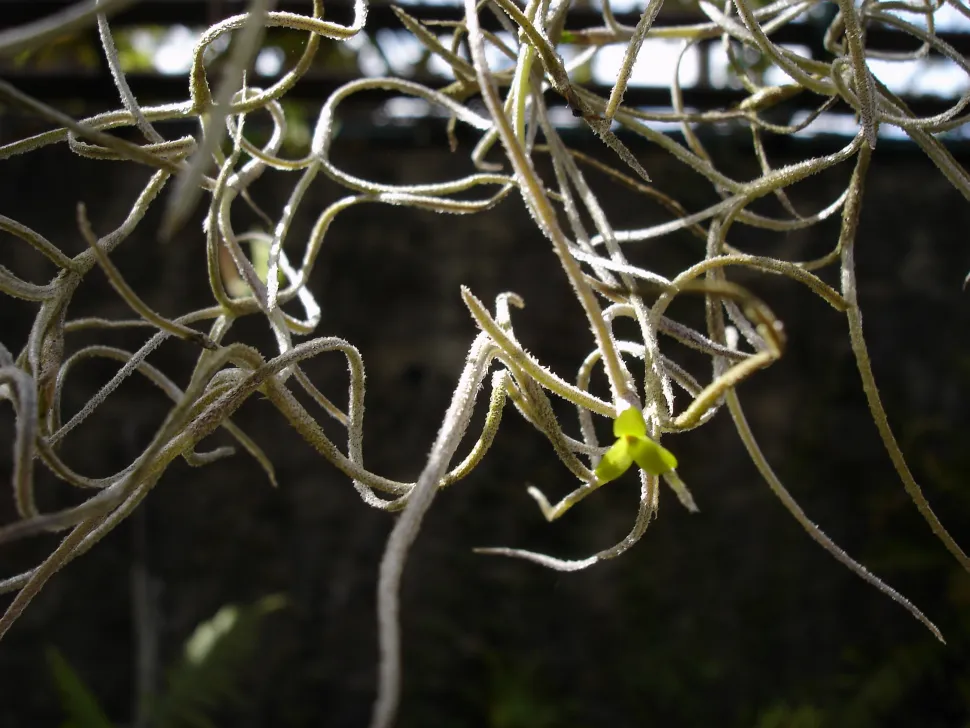 Detalle de hoja de musgo español
