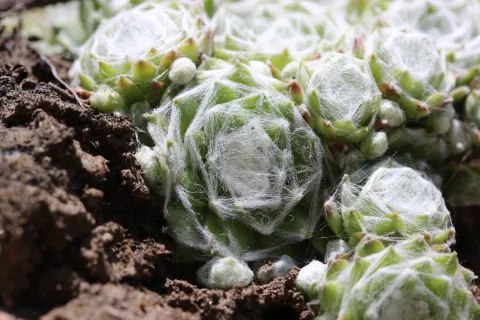 Sempervivum arachnoideum