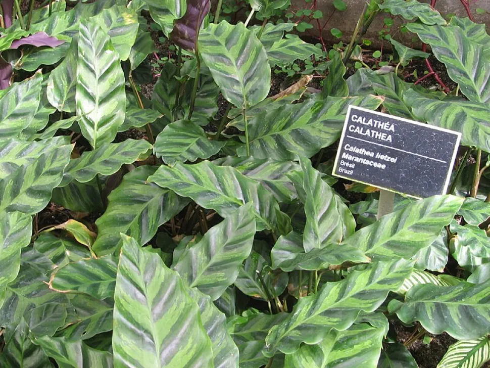 Calathea lietzei in de grond