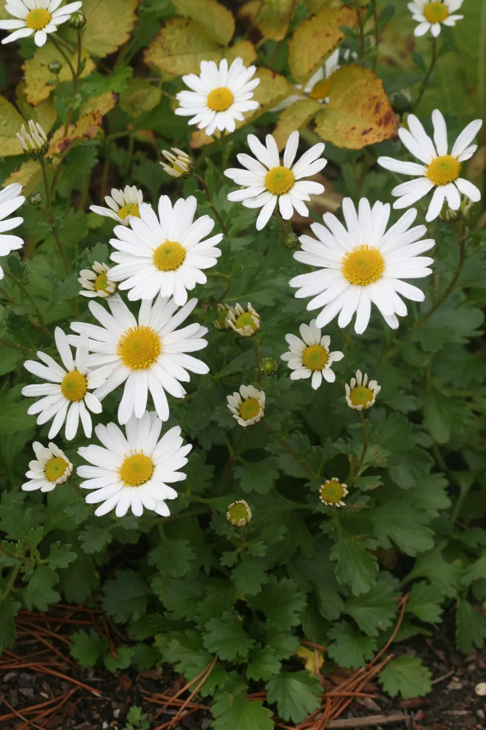 White flowers Arctic Chrysanthemum