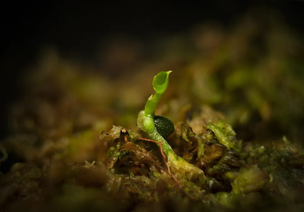Young shoot of Anthurium warocqueanum