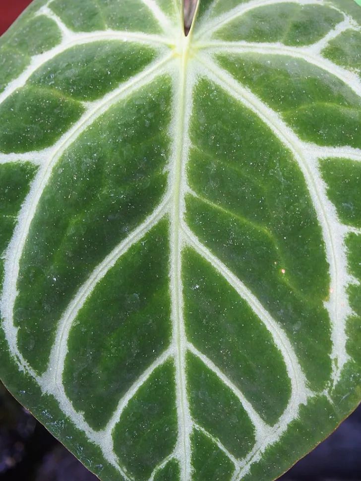 Feuilles cordiforme verte nervures blanches Anthurium magnificum