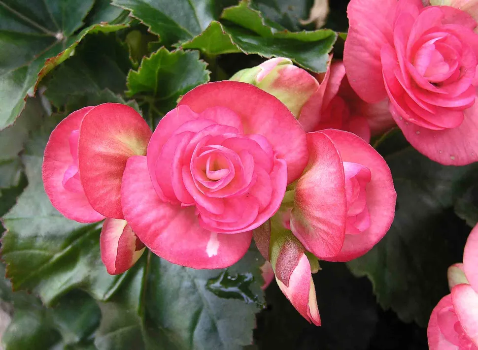 Begonia elatior rosa