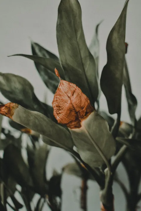 Feuilles avec une pointe brune