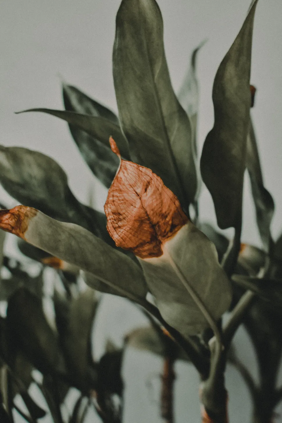 Leaves with a brown tip