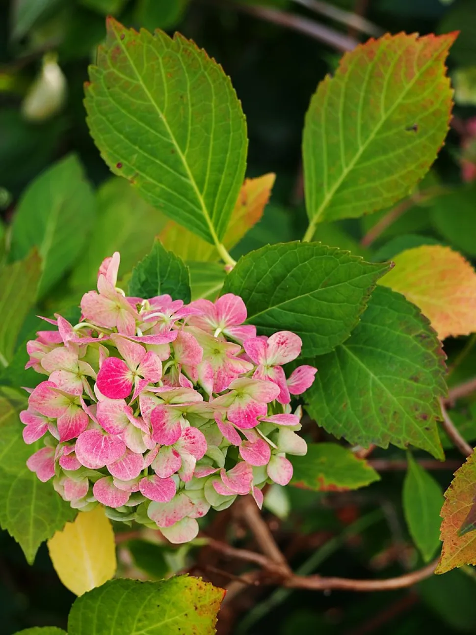 Hydrangea rose fin de floraison 'Madame Émile Mouillère'