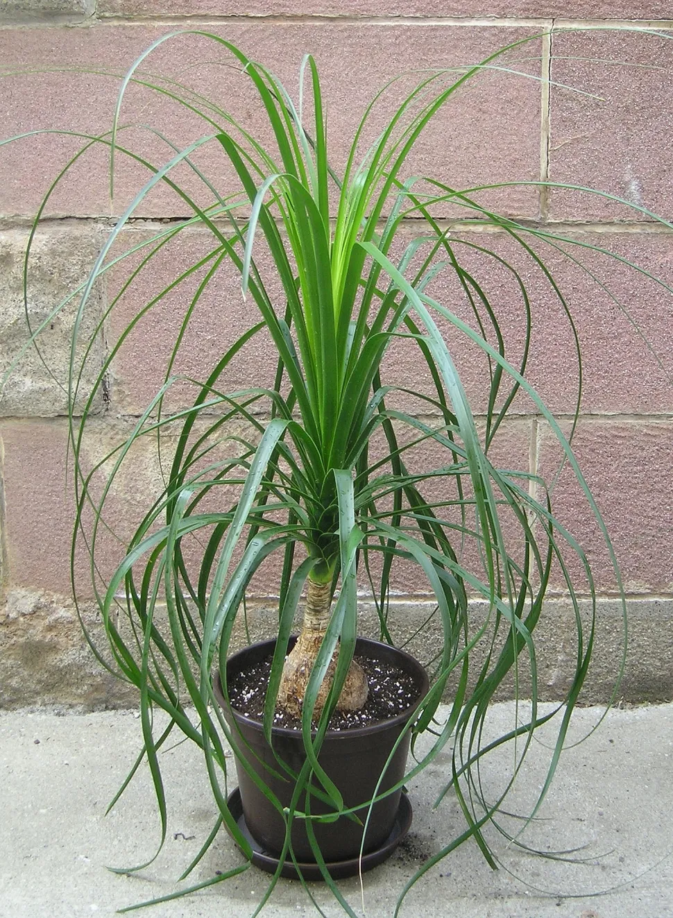 Beaucarnea recurvata i en potte