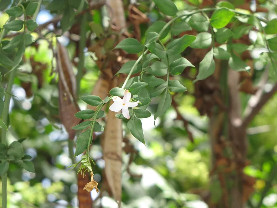 Ramo de Jasminum grandiflorum