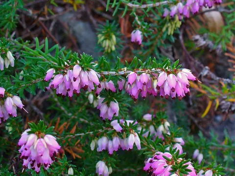 Flores cor-de-rosa da urze Erica carnea