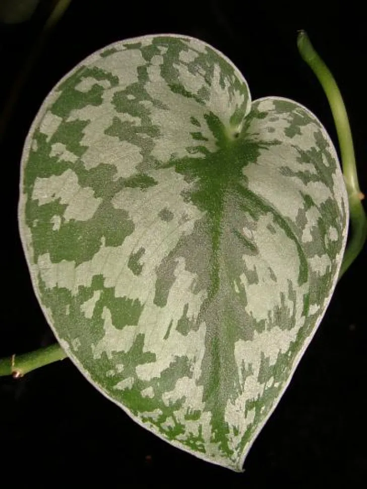 Feuille verte et argent Scindapsus pictus