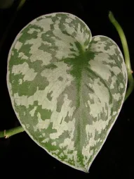 Green and silver leaf Scindapsus pictus