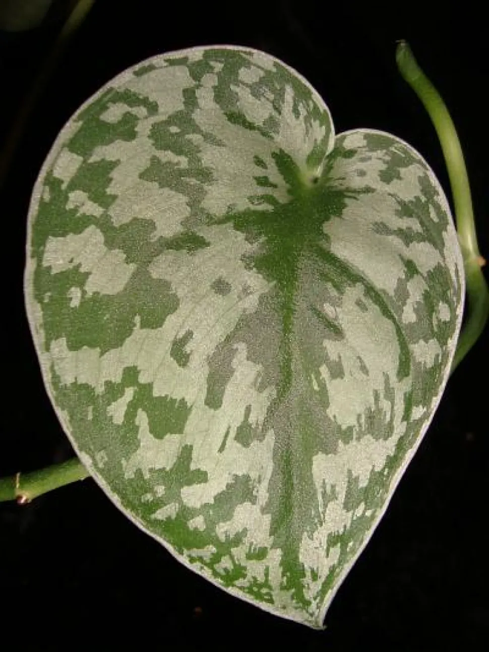 Grünes und silbernes Blatt Scindapsus pictus