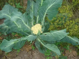 Blumenkohl Kopf blanchieren