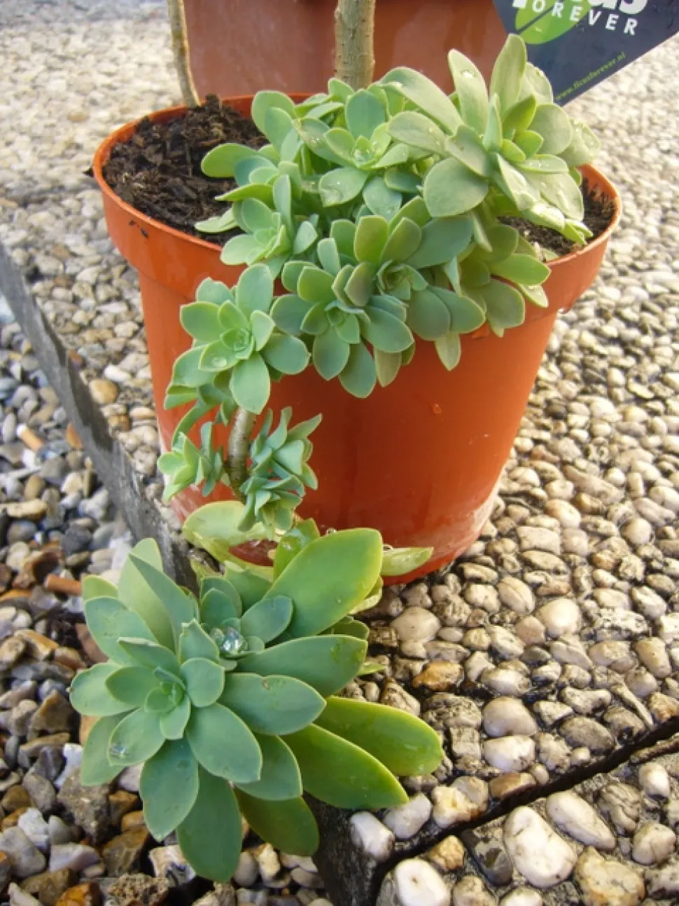 Sedum palmeri im Topf
