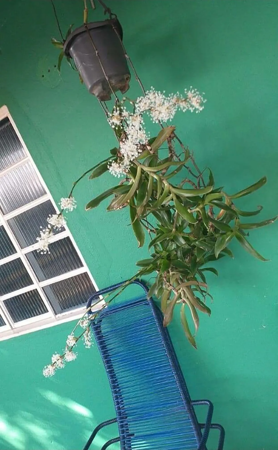Callisia fragrans in suspensie