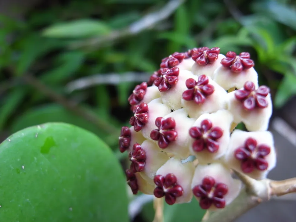 Hoya kerrii blomst