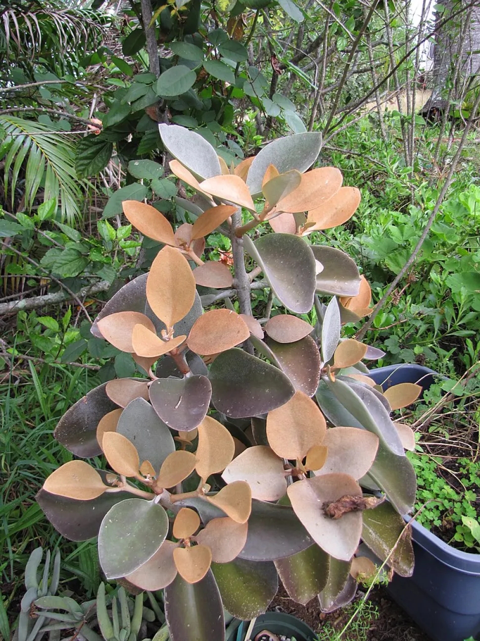 Kalanchoe orgyalis hojas cobrizas y verdes