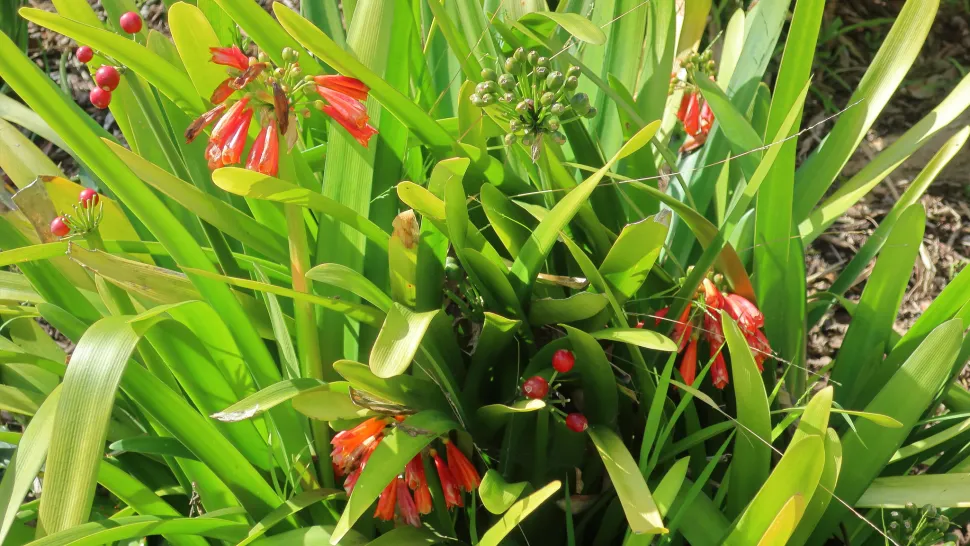 Fleurs rouges Clivia nobilis