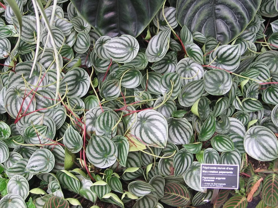 Un'aiuola di Peperomia Watermelon con foglie argentate