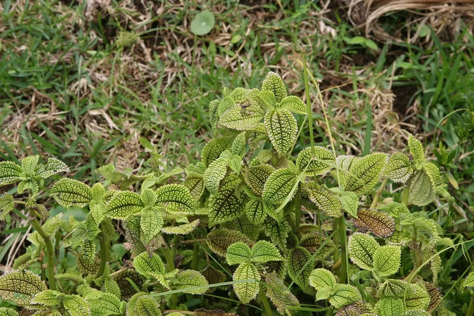 Pilea involucrata en estado silvestre