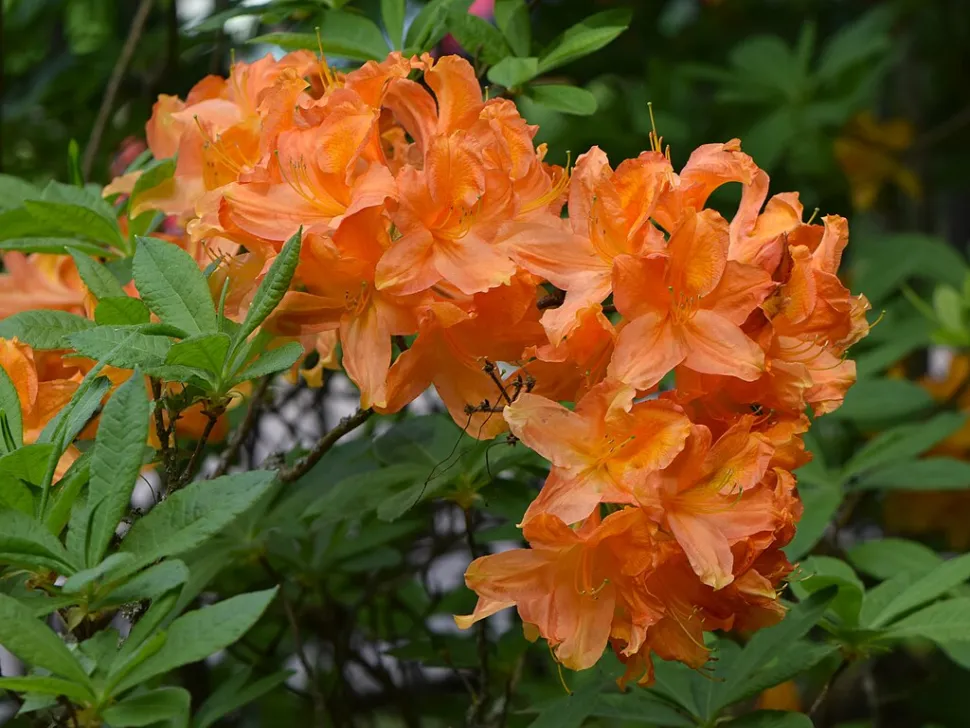 Flores cor de laranja da azálea japonesa