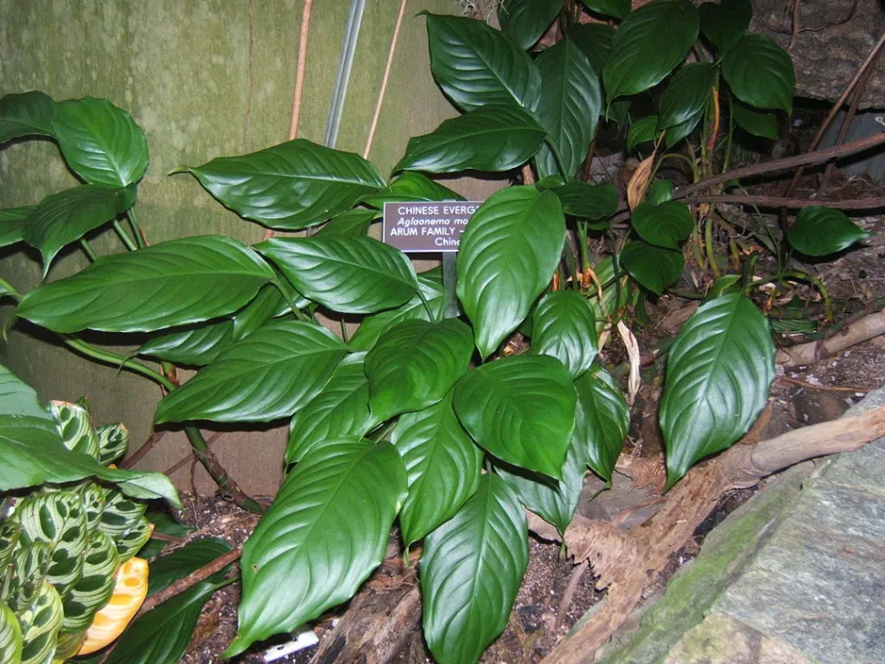 Aglaonema modestum nel terreno