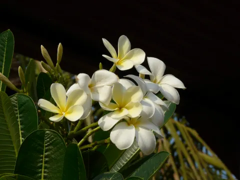 Fleurs blanches cœur jaune frangipanier Plumeria obtusa