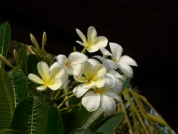 White flowers with yellow hearts frangipani Plumeria obtusa