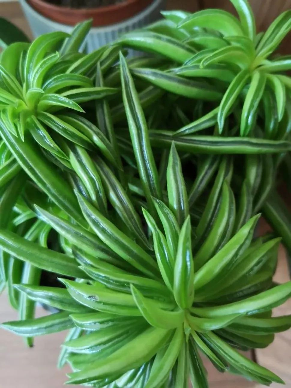 Blätter mit dunkler Rippe von Peperomia ferreyrae