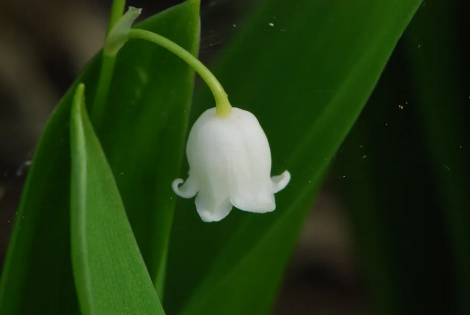 Hvid blomsterklokke, liljekonval