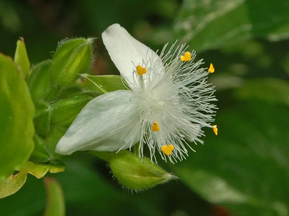 Fiore bianco della Tradescantia fluminensis