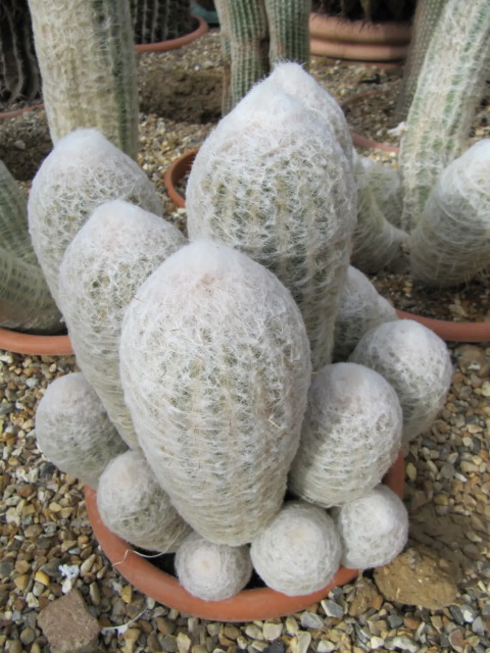 Groep wollige cactussen Espostoa lanata