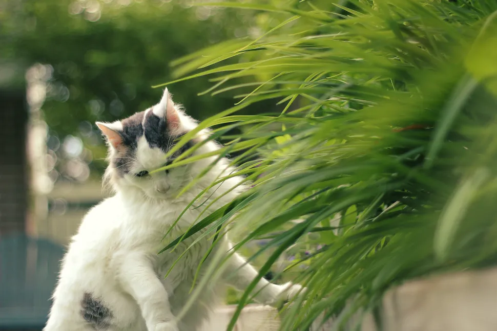 Katze schnüffelt an grüner Pflanze